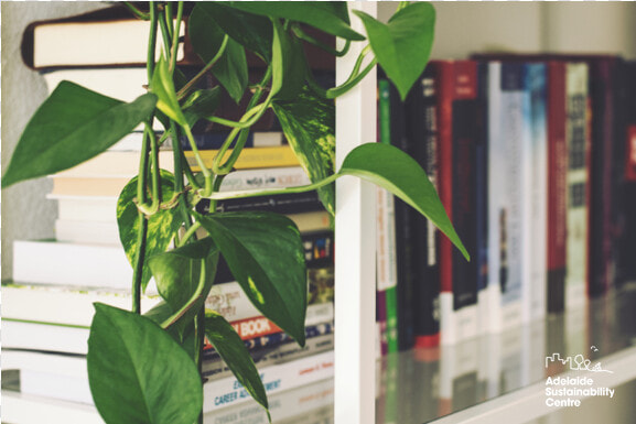 Indoorplants   Grow Money Plant In Glass Jars  HD Png DownloadTransparent PNG