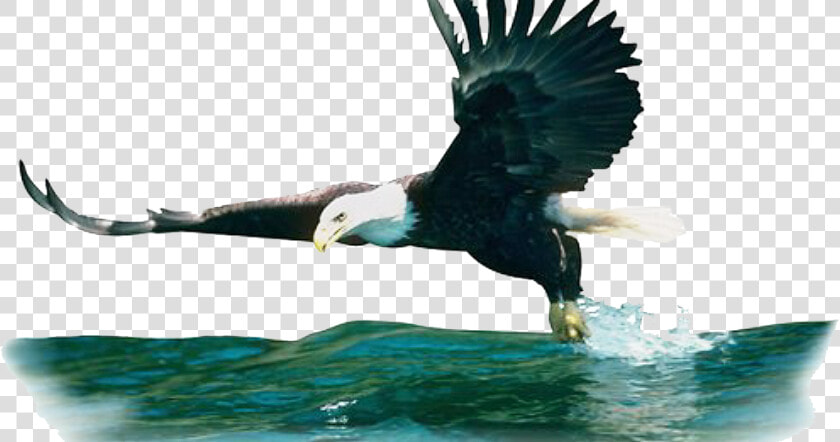 Cut Out Birds   Consumer Photo Ecosystem  HD Png DownloadTransparent PNG