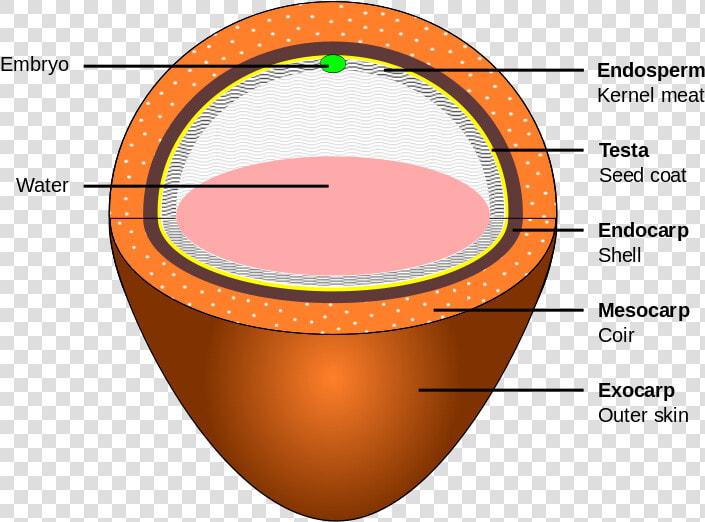 Coconut Layers  HD Png DownloadTransparent PNG