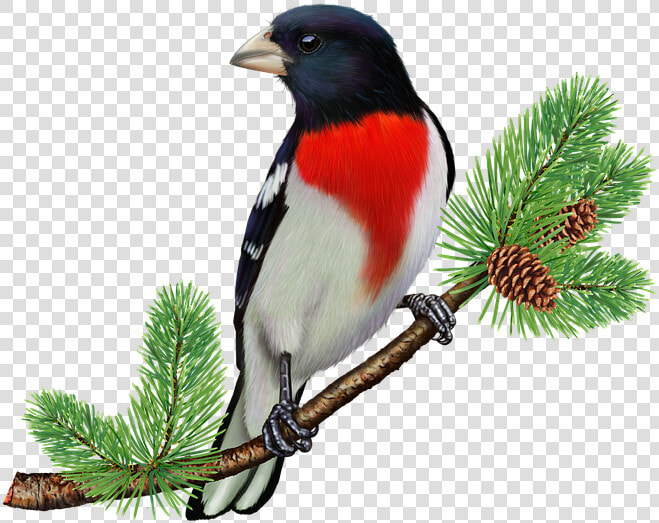 Free Clipart Rose Breasted Grosbeak  HD Png DownloadTransparent PNG