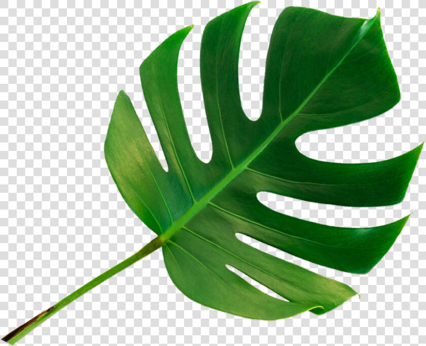 How Infrared Works   Monstera Deliciosa  HD Png DownloadTransparent PNG