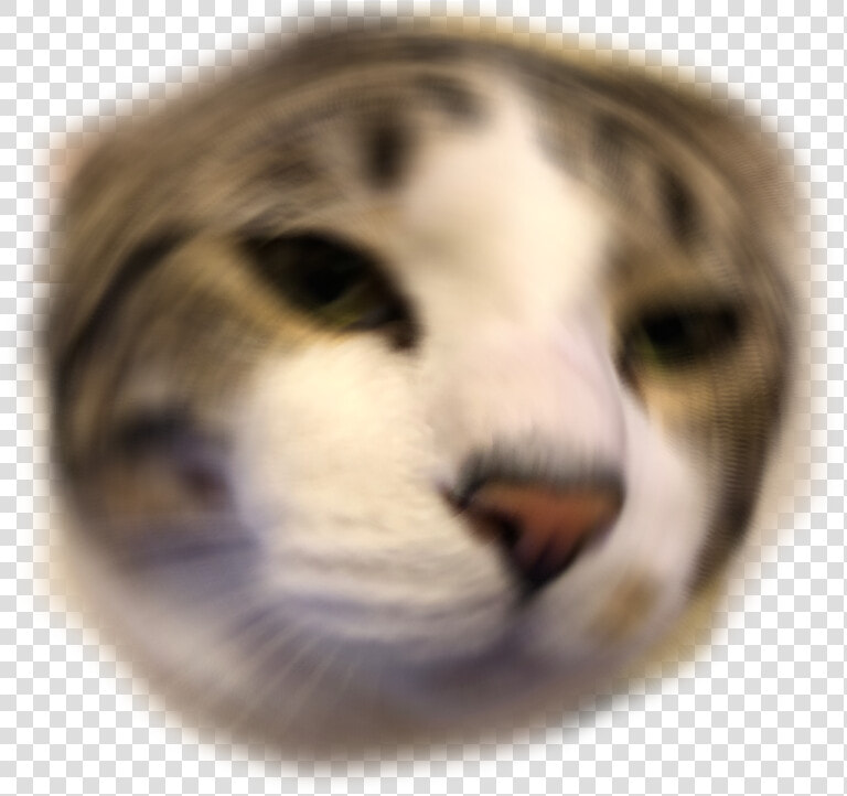 Other Emoji Discord Emoji Png Anime Cat Discord Emoji   Cat Emotes For Discord  Transparent PngTransparent PNG