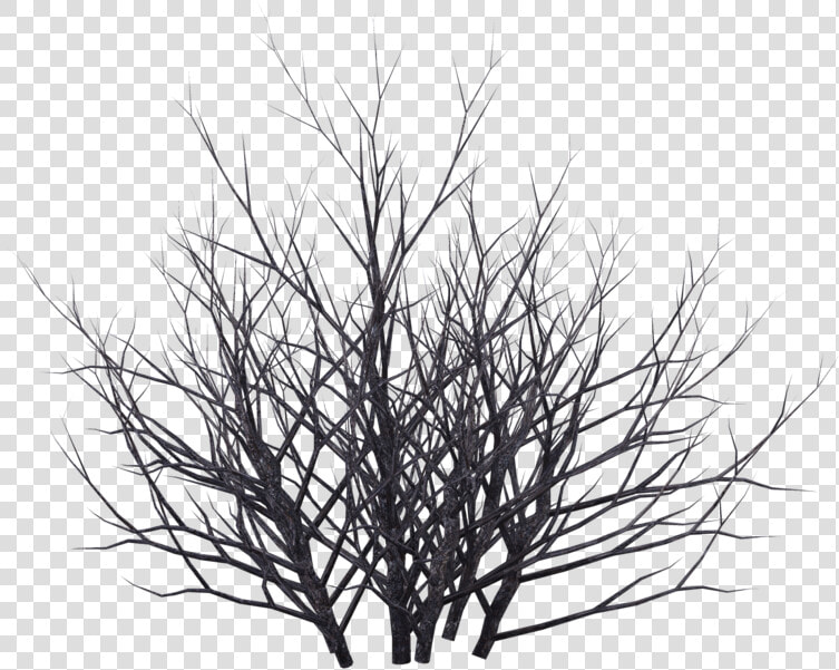 Bush Png Black And White   Dead Bush Png  Transparent PngTransparent PNG