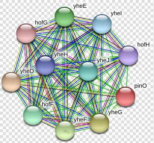 Pino Protein   Circle  HD Png DownloadTransparent PNG