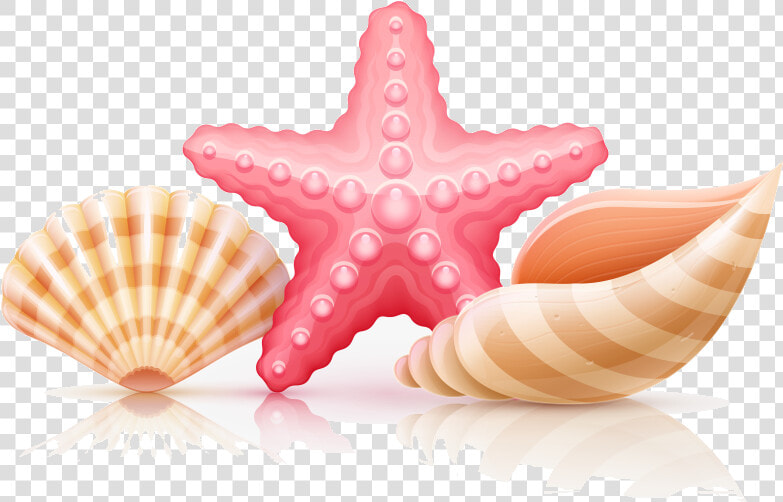 Seashell Starfish And Seashells Transparent Clipart   Illustration  HD Png DownloadTransparent PNG
