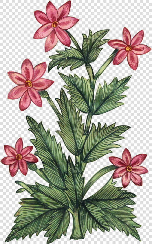 Mughal Floral Art Png  Transparent PngTransparent PNG