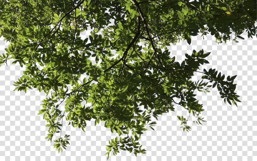 Transparent Tree Limb Png   Exterior House Designs In India  Png DownloadTransparent PNG