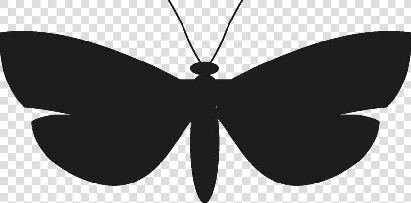Insects Set  silhouette  Png   Net winged Insects  Transparent PngTransparent PNG