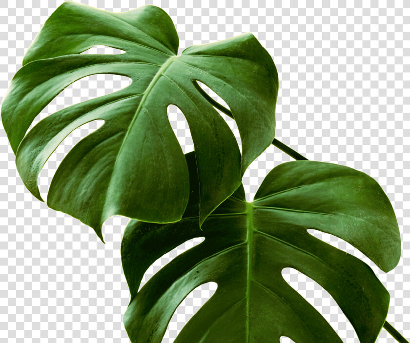 Poster Black Monstera  HD Png DownloadTransparent PNG