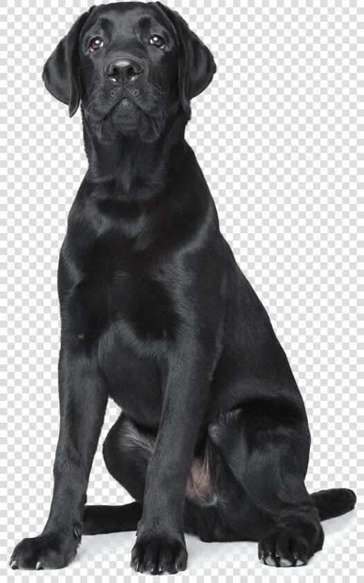 Home Remodeling Services Nh   Labrador Retriever  HD Png DownloadTransparent PNG