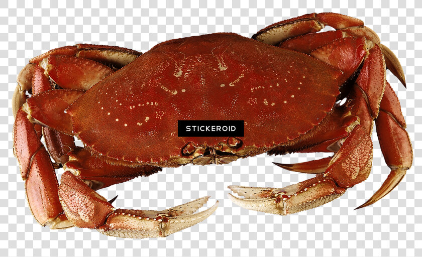 Dungeness Crab   Png Download   Dungeness Crab  Transparent PngTransparent PNG