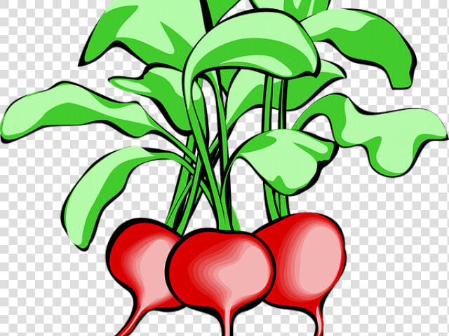Radish Clipart Spring   Radishes Clip Art  HD Png DownloadTransparent PNG