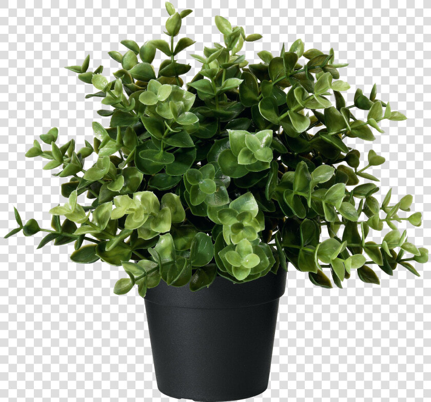 Flower flowering   Ikea Artificial Plant  HD Png DownloadTransparent PNG
