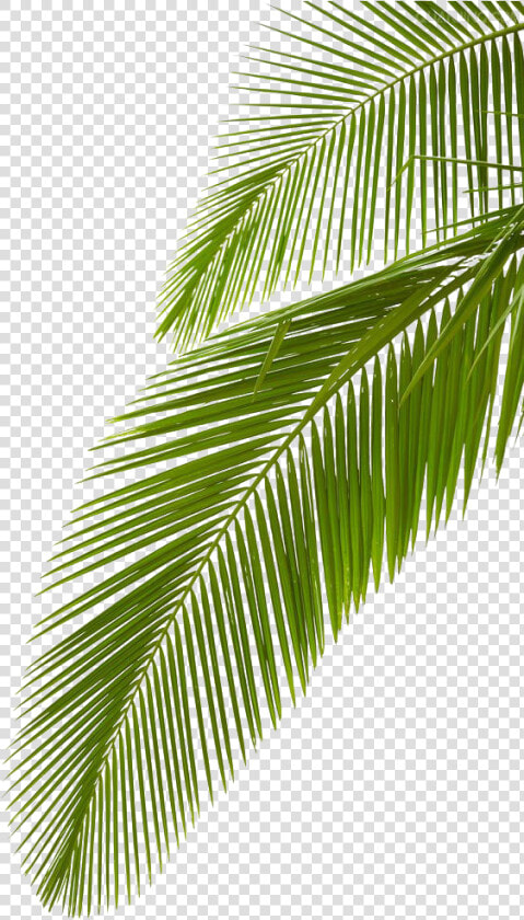 Clip Art Arecaceae Leaf Stock Photography   Transparent Background Palm Leaves  HD Png DownloadTransparent PNG