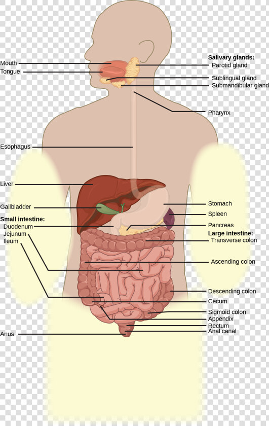 Illustration Shows The Human Lower Digestive System    Gender Neutral Digestive System  HD Png DownloadTransparent PNG