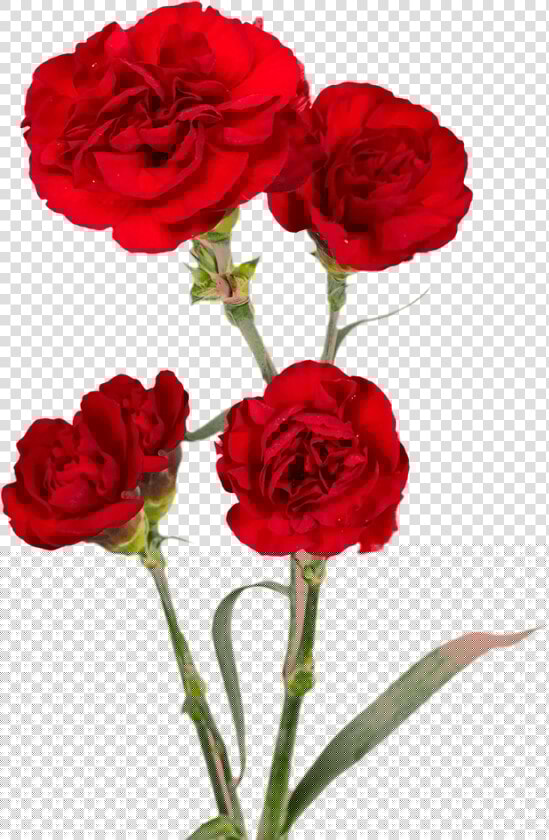 Burgundy Spray Carnations Cheap   Floribunda  HD Png DownloadTransparent PNG