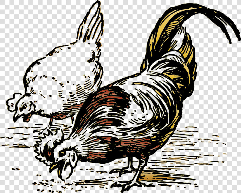 Chickens Clip Art Black And White  HD Png DownloadTransparent PNG