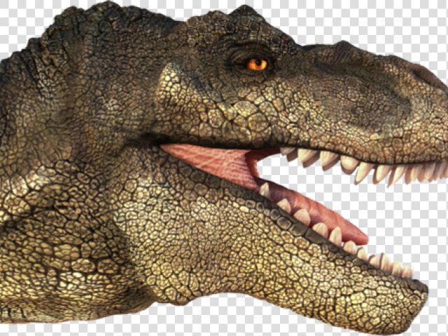 Tyrannosaurus Rex Clipart Transparent   T Rex Head Png  Png DownloadTransparent PNG