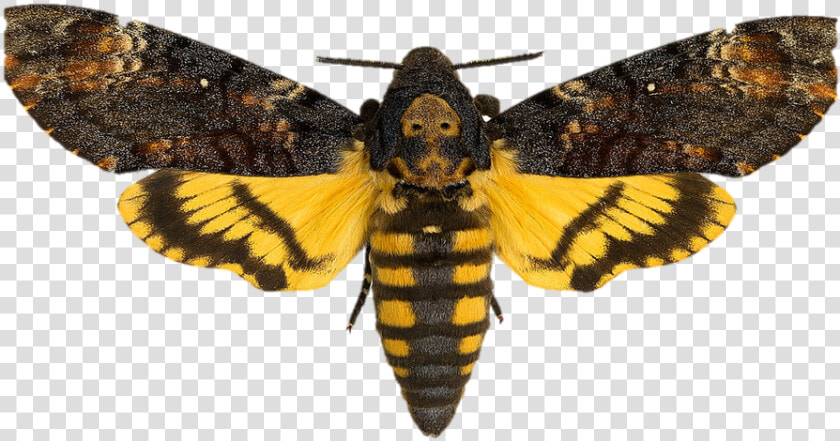 Silence Of The Lambs Png   Death  39 s Head Moth  Transparent PngTransparent PNG