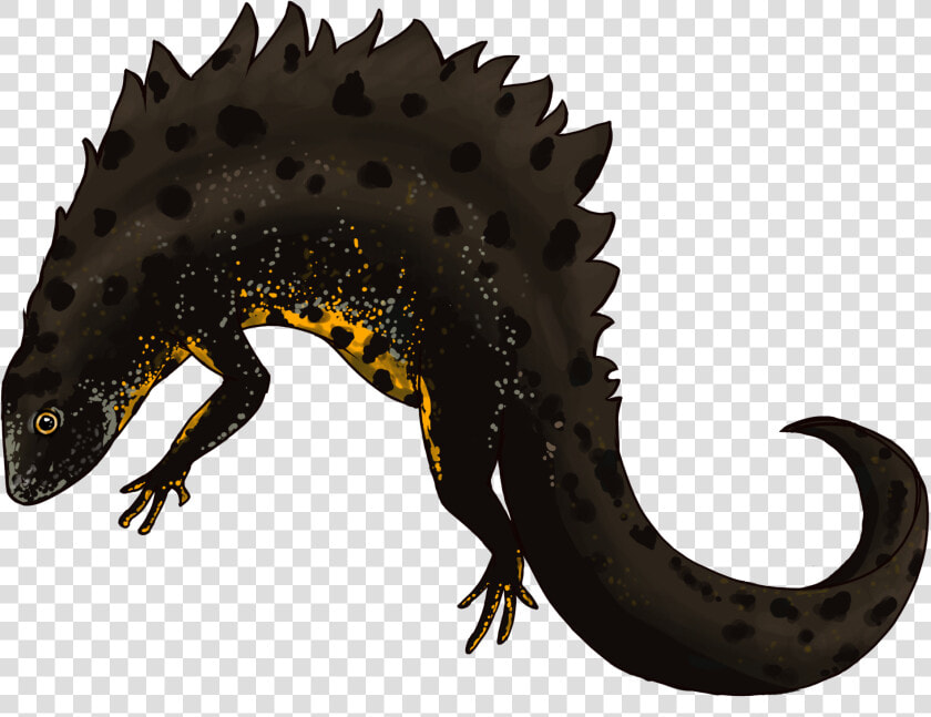 Great Crested Newt By Robyn Womack   Alligator Lizard  HD Png DownloadTransparent PNG