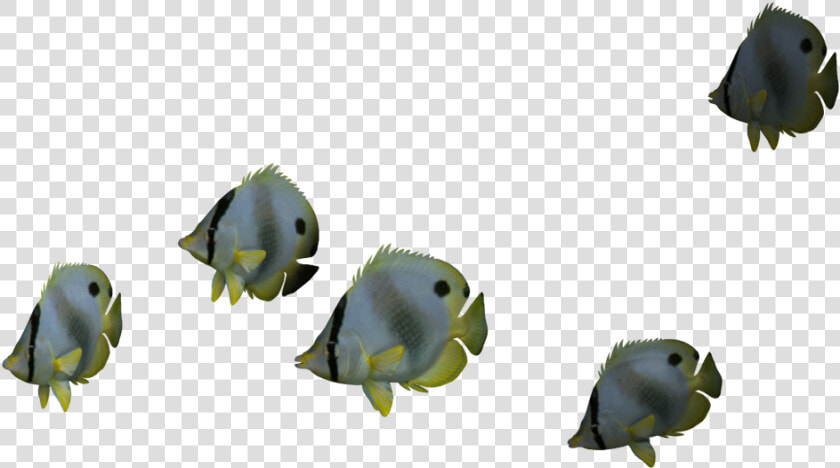 Ocean Fish Png   Png Download   Ocean Fish Png  Transparent PngTransparent PNG