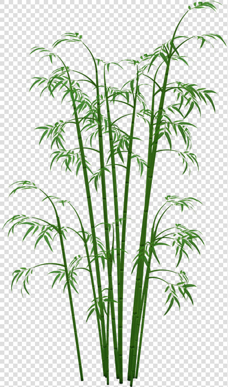 Bamboo Plants Png   Transparent Bamboo Png  Png DownloadTransparent PNG