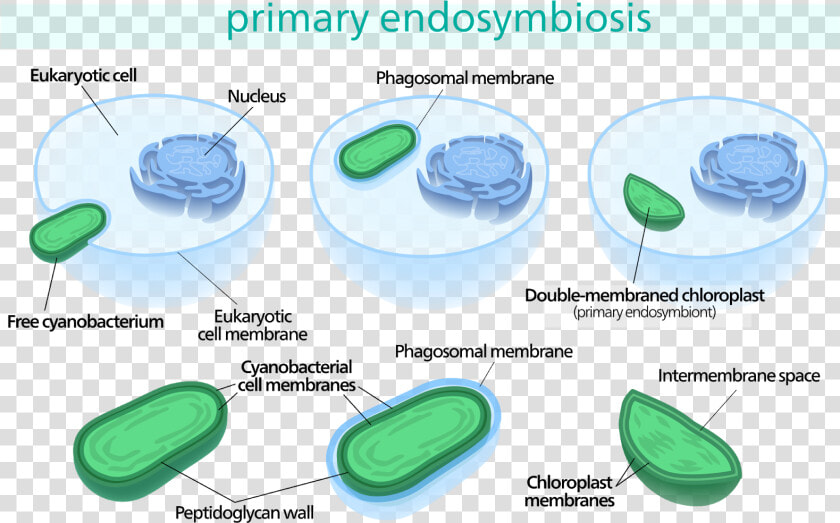 Chloroplast Endosymbiosis  HD Png DownloadTransparent PNG