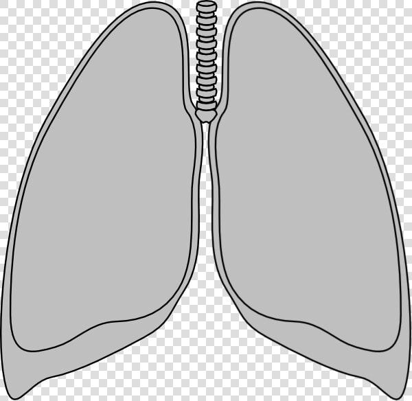 Transparent Lungs Clip Art   Outline Of A Lung  HD Png DownloadTransparent PNG