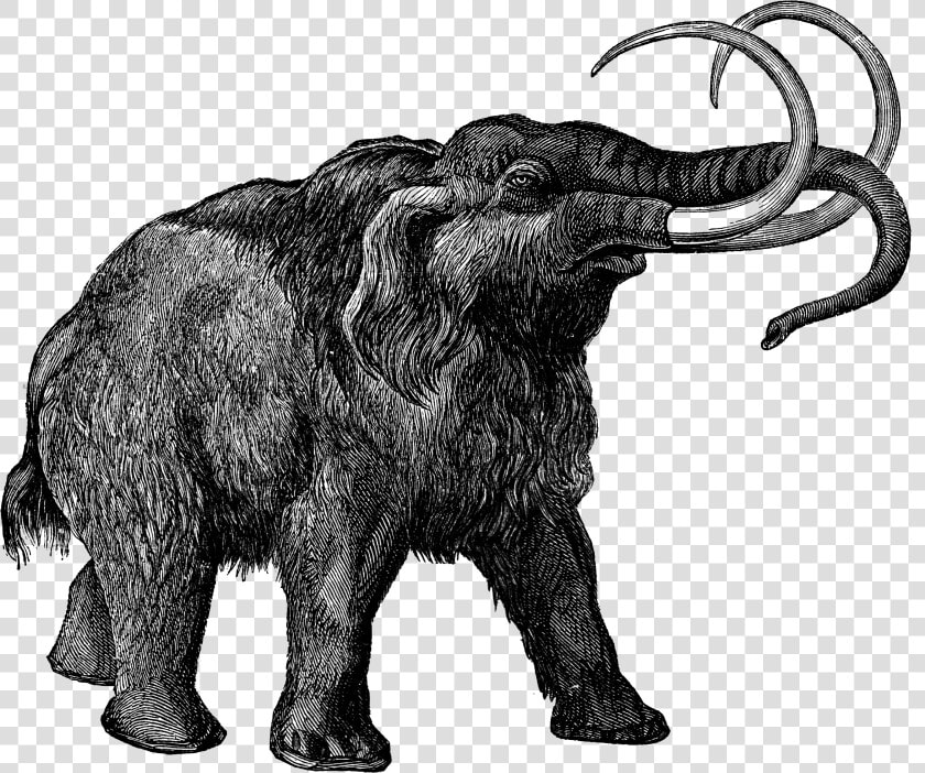 0473 Mammoth Free Vintage Clip Art   Wooly Mammoth No Background  HD Png DownloadTransparent PNG
