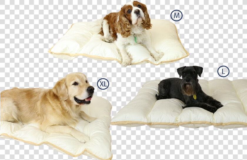 Ellis Fibre Pet Bed Sizes   King Charles Spaniel  HD Png DownloadTransparent PNG