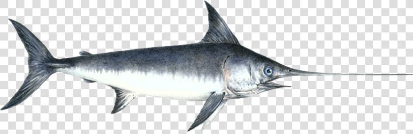 Fiction Swordfish   Swordfish Png  Transparent PngTransparent PNG