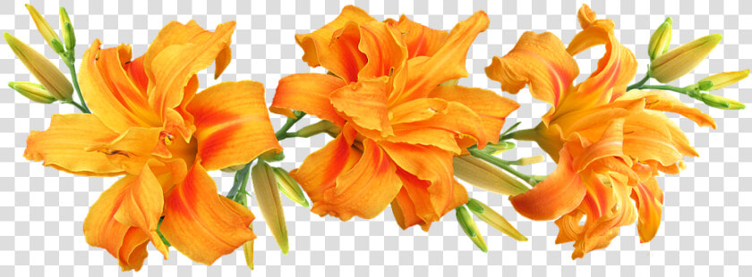 Day Lilies  Flowers  Arrangement  Summer  HD Png DownloadTransparent PNG