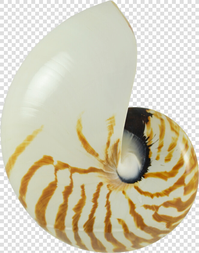 Transparent Shell Png   Nautilus Shell Png  Png DownloadTransparent PNG