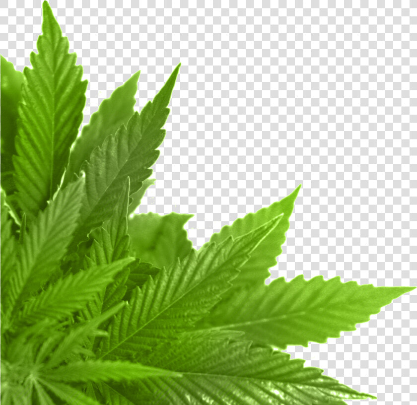 Hoja Verde En La Esquina   Leaf In Png  Transparent PngTransparent PNG