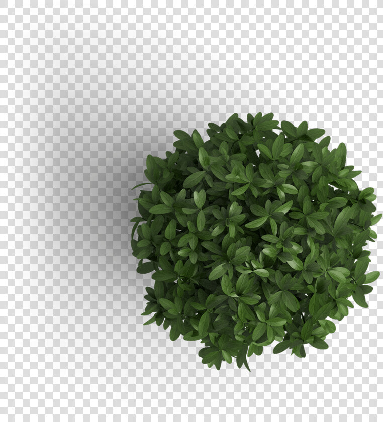 Get Off On The Right Foot  Start With Positive Fresh   Tree Png Top View  Transparent PngTransparent PNG