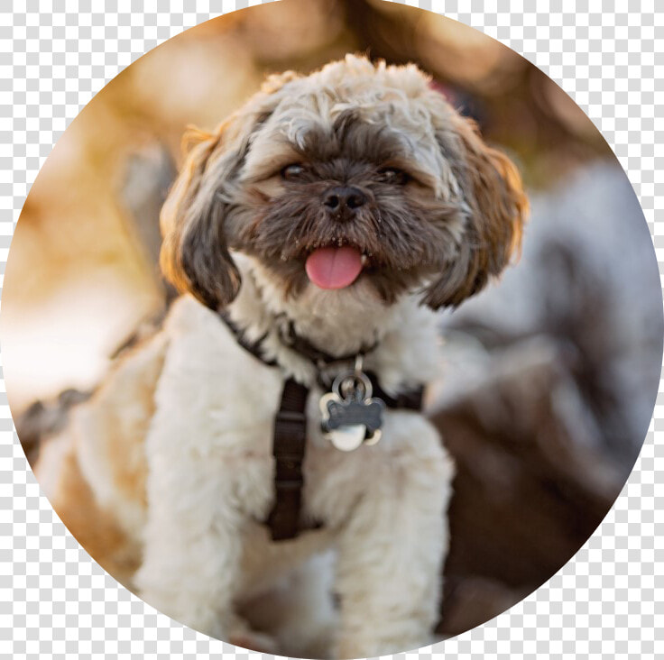 Guru Png  Transparent PngTransparent PNG