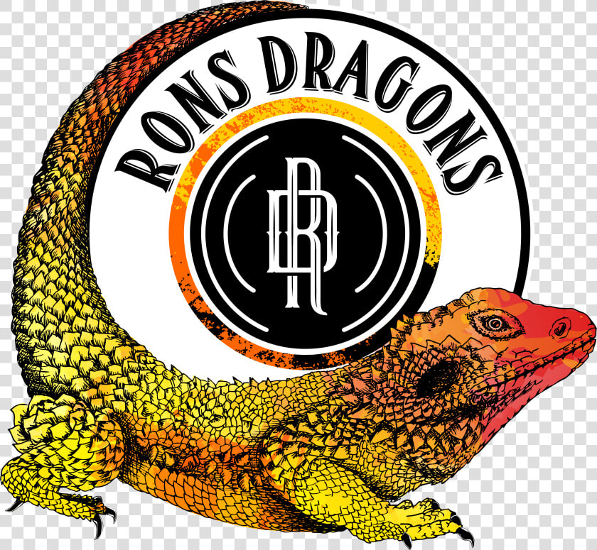 Rons Dragons   Common Chameleon  HD Png DownloadTransparent PNG