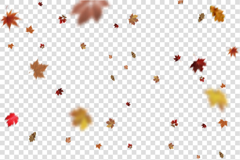 Overlays Folhas Png  Transparent PngTransparent PNG