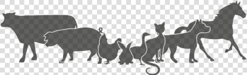 Animales   Black Cat  HD Png DownloadTransparent PNG