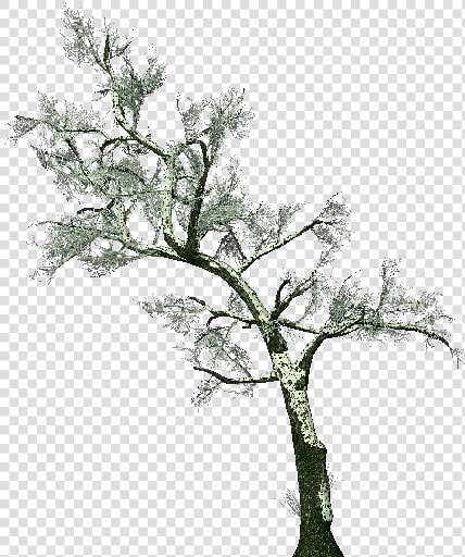 3d Trees   Common Hawthorn   Acca Software   Biancospino Albero Png  Transparent PngTransparent PNG