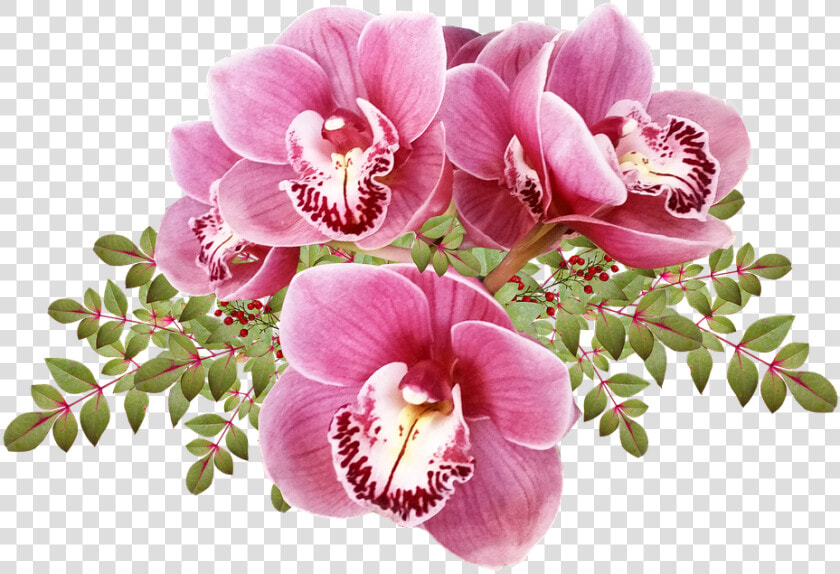 Flores  Orquídeas  Hojas  Exóticas  Tropicales  Cortar   Moth Orchid  HD Png DownloadTransparent PNG