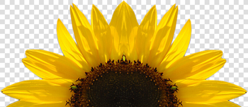 Sunflower Png Download Image   Transparent Sunflower  Png DownloadTransparent PNG