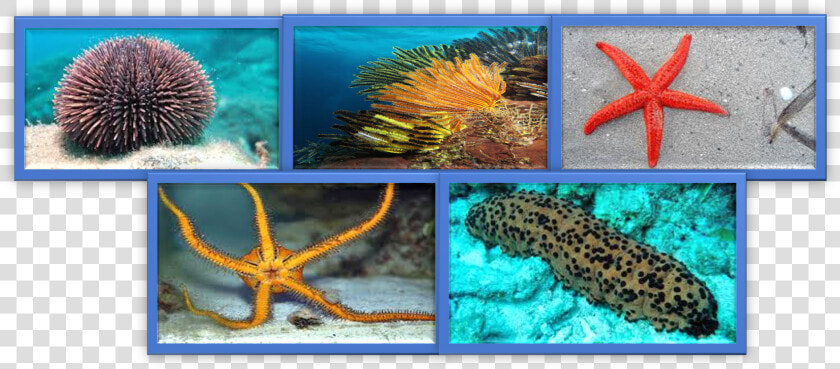 Imagen1   Marine Biology  HD Png DownloadTransparent PNG