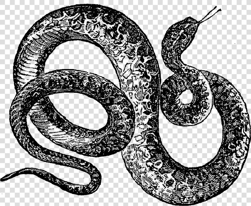 Digital Snake Downloads   Silver Snake Png Transparent  Png DownloadTransparent PNG
