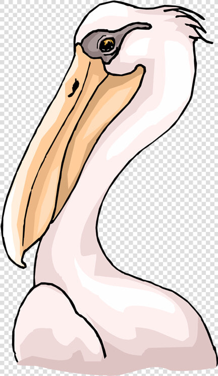 Transparent Pelicans Clipart   Pelican Head Clipart  HD Png DownloadTransparent PNG