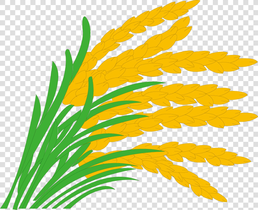 Paddy Field Grasses Clip   Rice Field Clipart  HD Png DownloadTransparent PNG