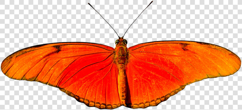Animal  Butterfly  Flying  Isolated  Wing  Probe   Lycaena  HD Png DownloadTransparent PNG