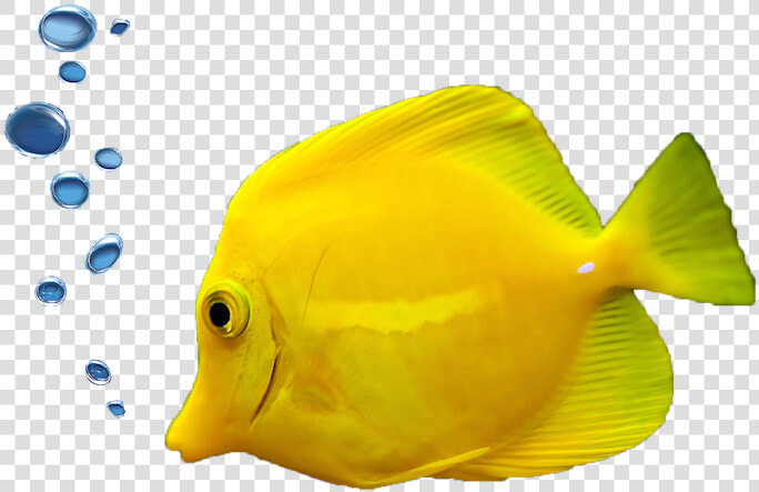 Fish Png Tropical   Hd Aquarium Fish Images Png  Transparent PngTransparent PNG