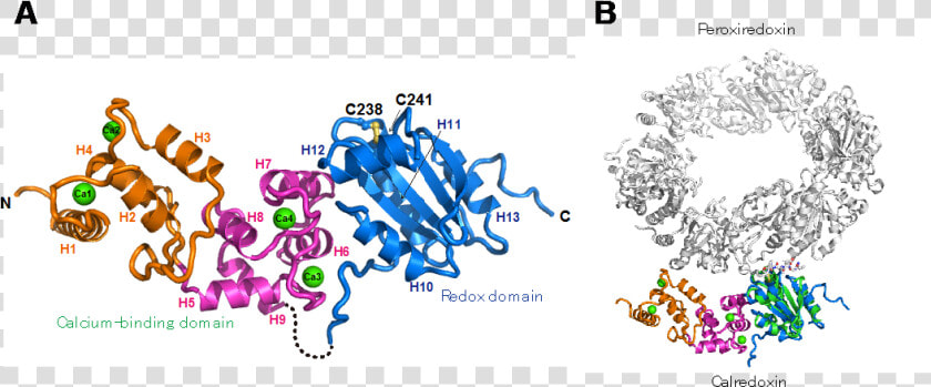 Calredoxin  A Novel Protein For Promoting Efficient   Illustration  HD Png DownloadTransparent PNG