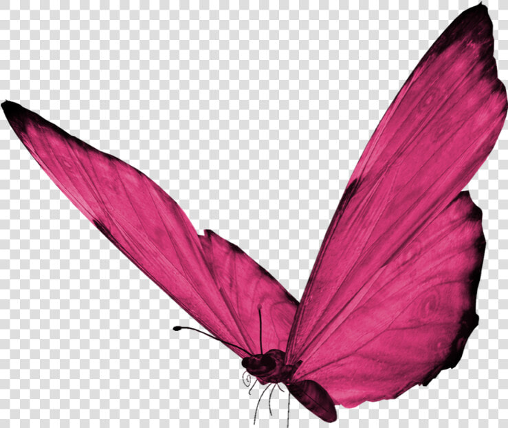  butterfly  pinkbutterfly  pink  hotpink  cute  pretty   Pink Butterfly Png Hd  Transparent PngTransparent PNG
